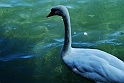 Lago di Como_222